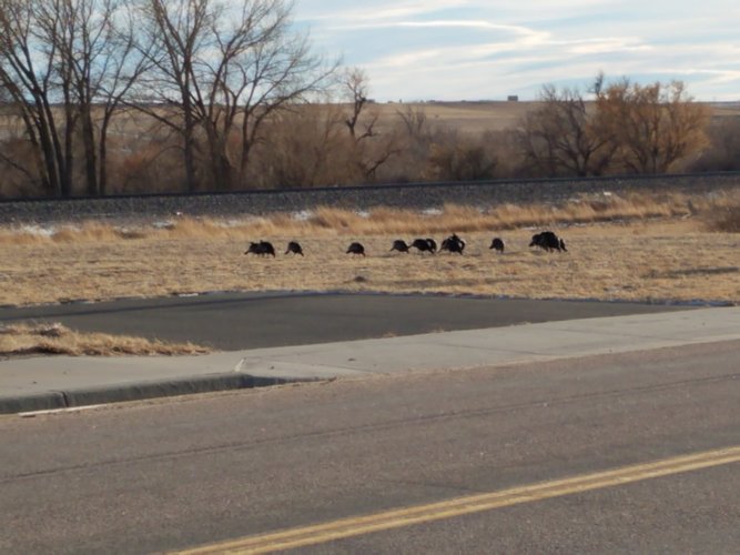 wildturkeys.jpg wildturkeys.jpg