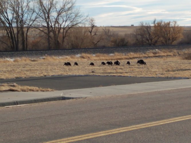 wildturkeys.jpg