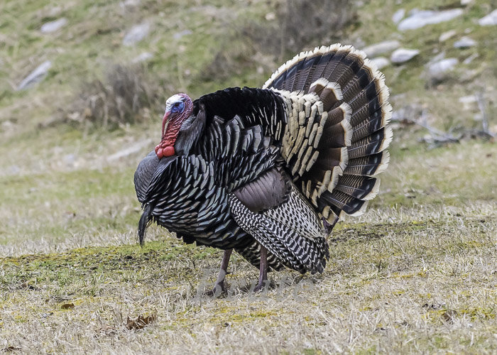 Tom Turkeys March 2020 a-2102.JPG