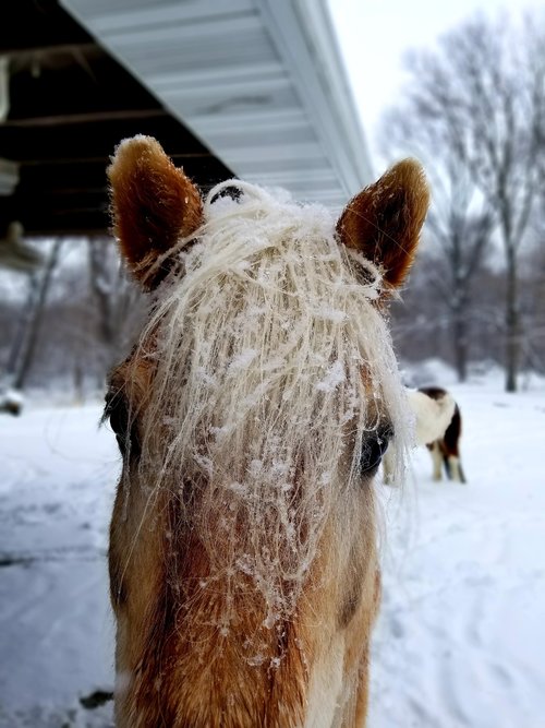 Snowy Rusty 20210221.jpg