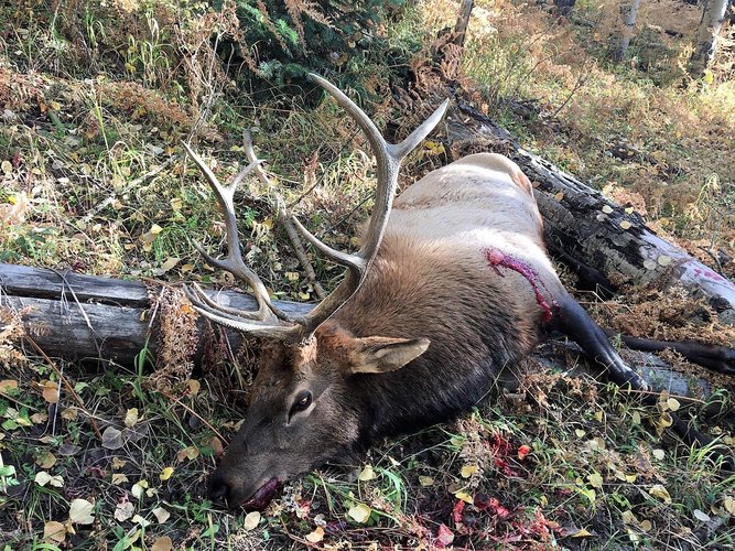 CO Elk 1.jpg CO Elk 1.jpg
