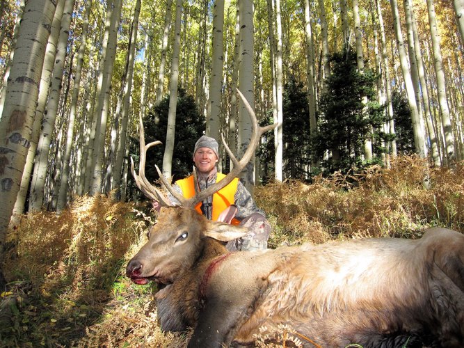 CO Elk 2.jpg CO Elk 2.jpg