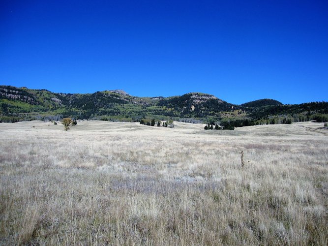 CO Elk 3.jpg CO Elk 3.jpg