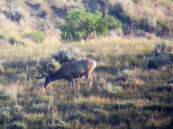WY Deer 1.jpg WY Deer 1.jpg