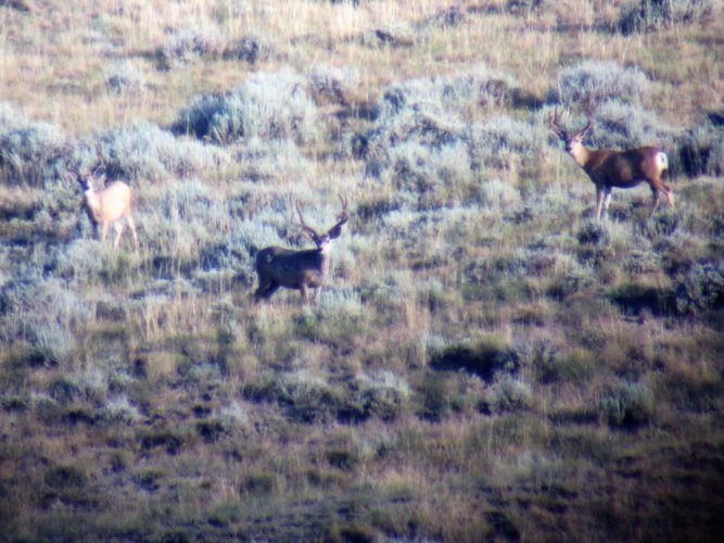 WY Deer 2.jpg WY Deer 2.jpg