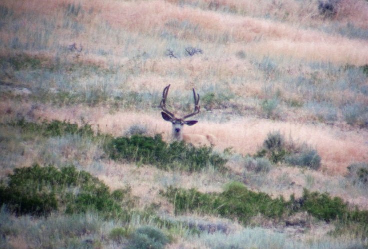Wy Deer 3.jpg Wy Deer 3.jpg