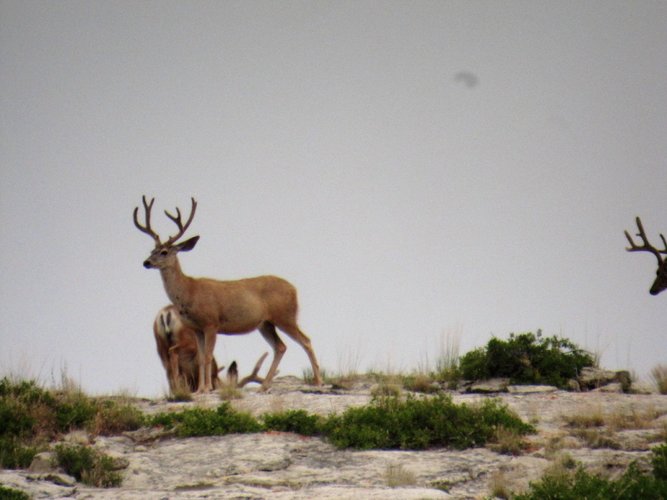 WY Deer 4.jpg WY Deer 4.jpg