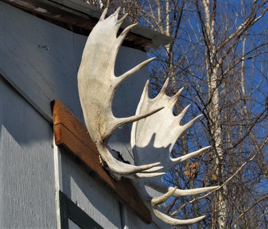 Cabin_Antlers.jpg