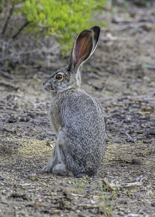 Jack Rabbit June 2016 a-5888.JPG