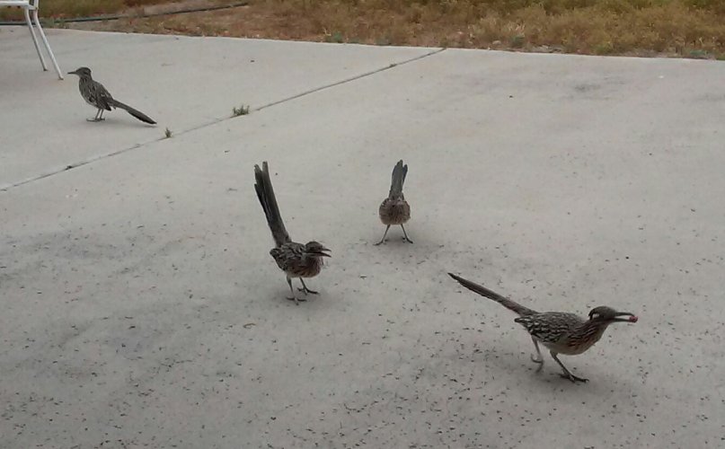 CLUSTER OF ROADRUNNERS.jpg CLUSTER OF ROADRUNNERS.jpg