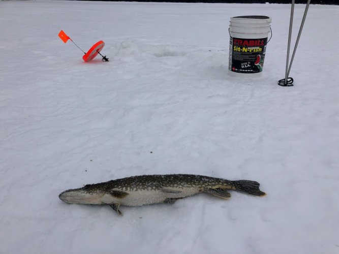fish 4.jpg fish 4.jpg