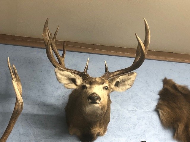 Sonney's mule deer.jpg