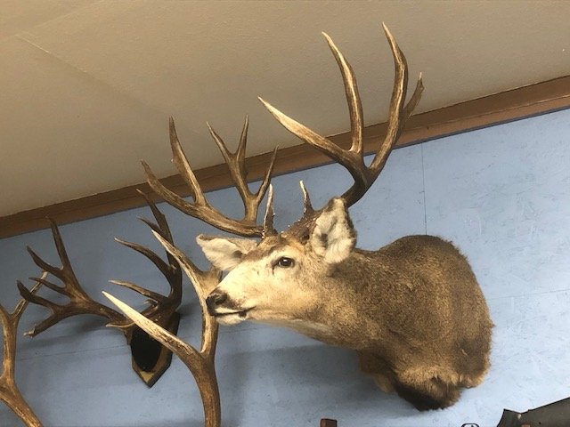 Sonney's buck 2.jpg