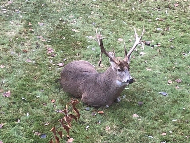 Yard deer 2.jpg