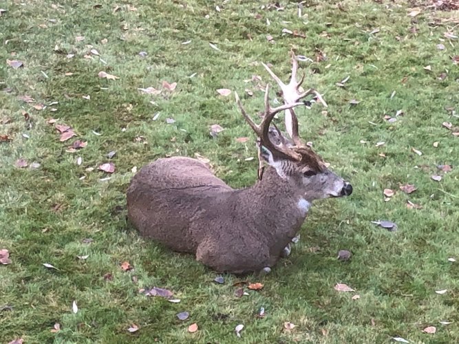 Yard buck 3.jpg