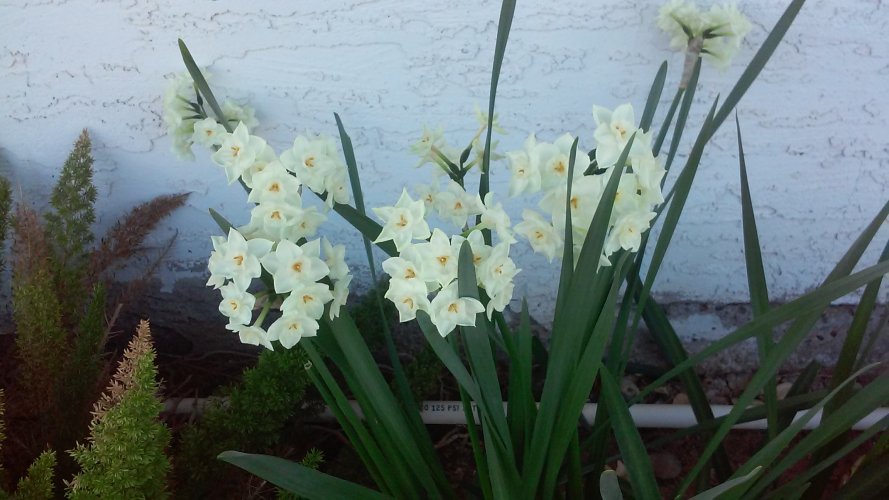 Daffodils #3 2-21'.jpg