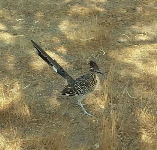 Missy standing watch 20'.jpg