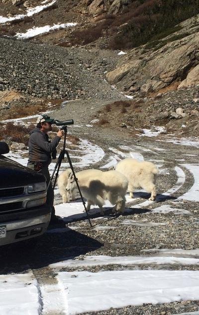Mt goat spotting.jpg