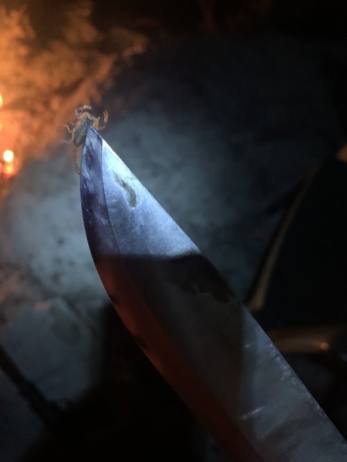 964CEE66-7DF7-414A-BF44-B77F3BF36228.jpeg 964CEE66-7DF7-414A-BF44-B77F3BF36228.jpeg