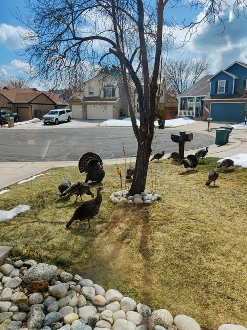 TurkeyinYard.jpg