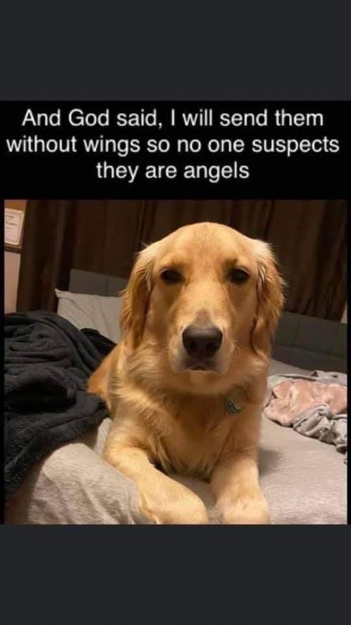 Dogs are angels.JPG