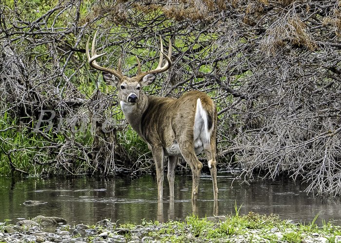 Whitetail September 2020 a-1453.JPG