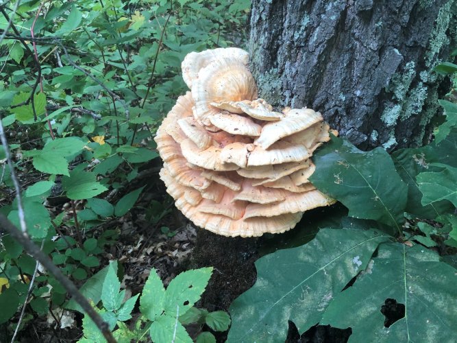 2020 mushroom hunt.jpg