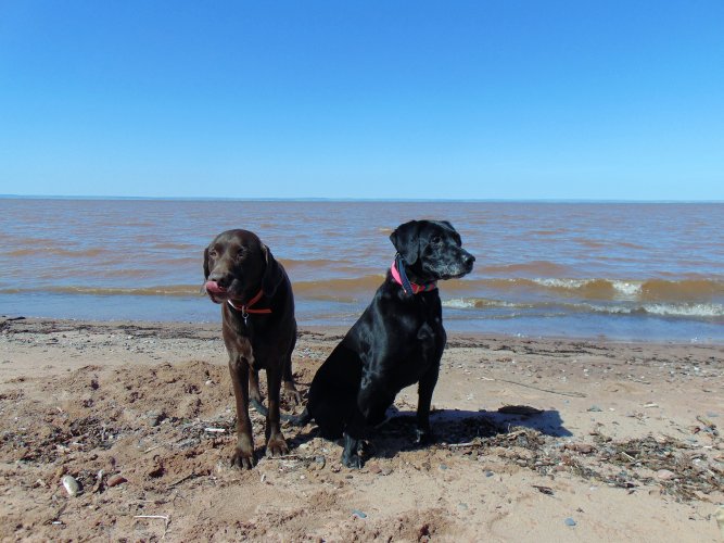 Sayner and Tank at Lake Superior.JPG