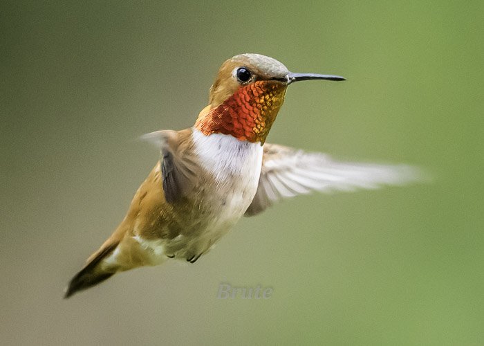 Hummingbird April 2021 a-3480.JPG