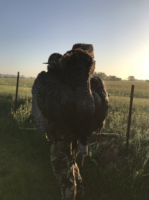 2021 California Spring Turkey Season Photo Report Hunt Talk