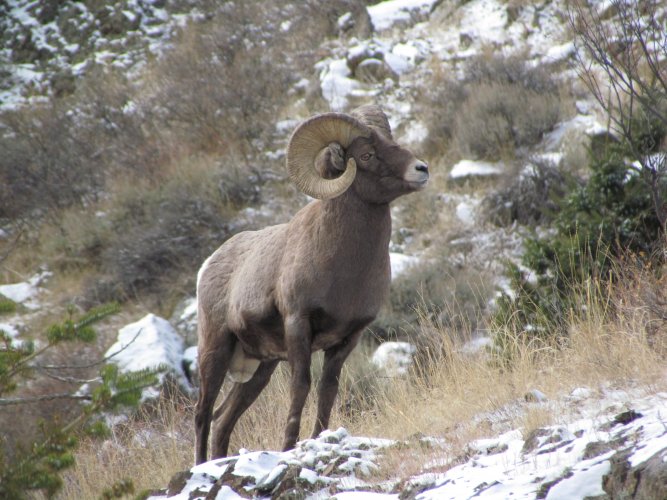 ram.JPG ram.JPG