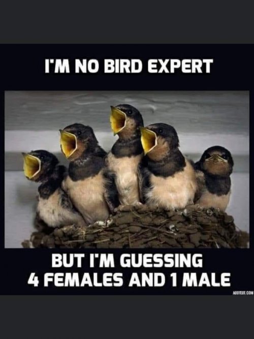 birdexpert.jpg