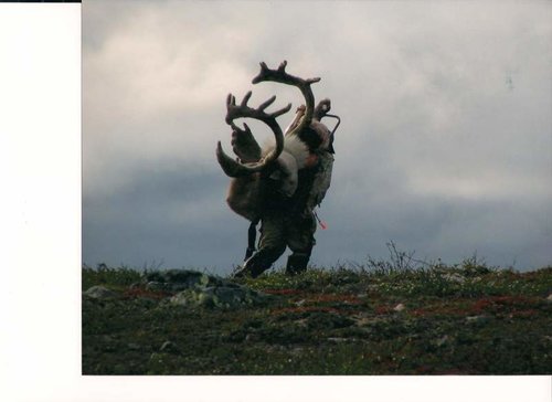 caribou 2 001.jpg