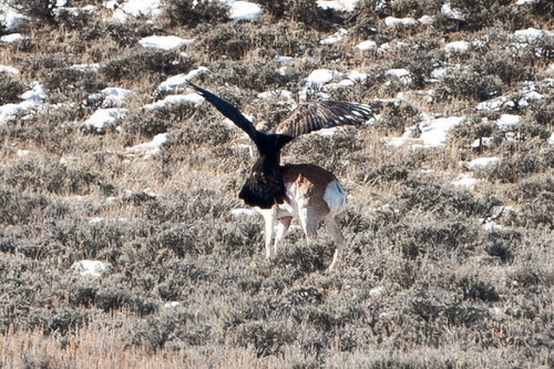 Eagle_(2).jpg