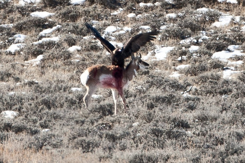 Eagle_(3).jpg