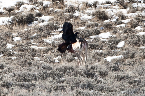 Eagle_(15).jpg