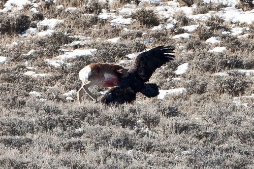 Eagle_(16).jpg