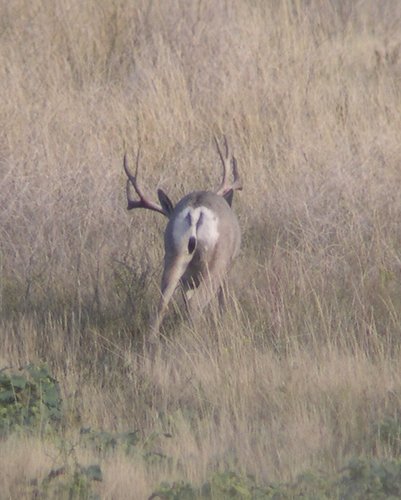 '06 Mulie Live.JPG '06 Mulie Live.JPG