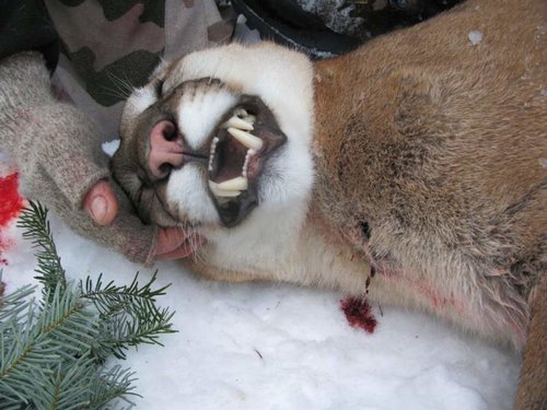 Gerald's Mountain lion hunt 176.jpg