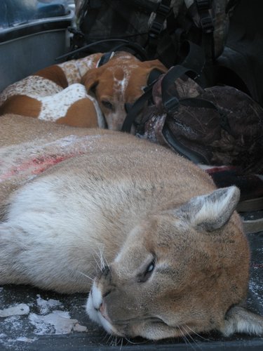 Gerald's Mountain lion hunt 181.jpg