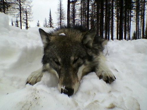 wolfie.JPG