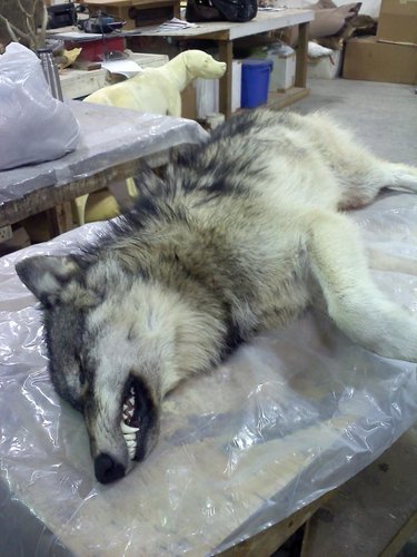 wolfie2.JPG