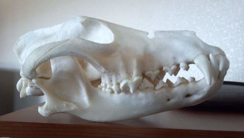 wolf skull 2 small.jpg