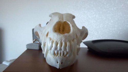 Wolf Skull small.jpg