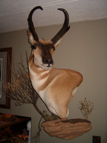 Bren's '09 Buck 030.jpg