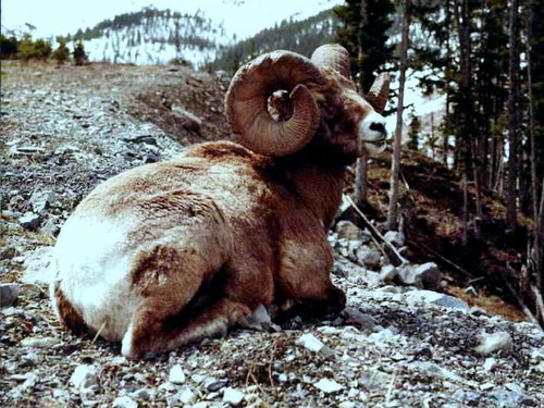 Big horn sheep.JPG