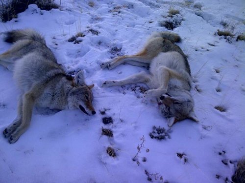 yotes.jpg