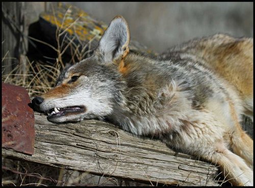 Coyote1.jpg