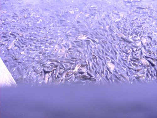 0420081508.JPG