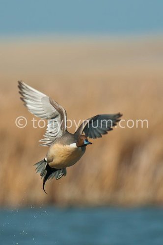 bynum_pintails-8846.jpg